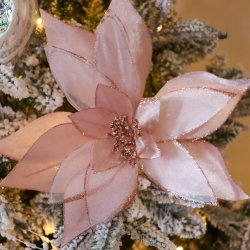 Pale Pink Poinsettia